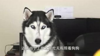 哈士奇游戏爆料视频,神秘元素与刺激冒险即将开启! 第3张 哈士奇游戏爆料视频,神秘元素与刺激冒险即将开启! 第3张